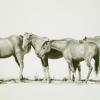 "Horse Whisper"
print- 20 1/4"x10 3/4"-$75
matted- $165
framed-281/4"x18 1/2"-$285